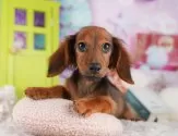 ミニチュアダックスフンド(ロング)【千葉県・女の子・2025年5月1日・シェーデッドレッド】の写真11「犬舎見学ツアーも開催中！朝11時限定の予約制なので希望の方は「犬舎見学希望」とメッセージ下さい😊」