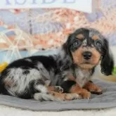 ミニチュアダックスフンド(ロング)【千葉県・男の子・2025年9月11日・シルバーダップル】の写真11「犬舎見学ツアーも開催中！朝11時限定の予約制なので希望の方は「犬舎見学希望」とメッセージ下さい😊」