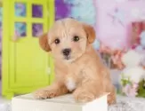 マルプー(マルチーズ×トイプードル)【千葉県・女の子・2025年7月11日・アプリコット】の写真11「犬舎見学ツアーも開催中！朝11時限定の予約制なので希望の方は「犬舎見学希望」とメッセージ下さい😊」