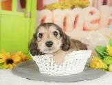 ミニチュアダックスフンド(ロング)【千葉県・男の子・2025年7月3日・シェーデッドイエロー】の写真11「犬舎見学ツアーも開催中！朝11時限定の予約制なので希望の方は「犬舎見学希望」とメッセージ下さい😊」