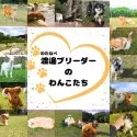 マルチーズ【千葉県・女の子・2025年5月26日・ホワイト】の写真13「渡邊(わたなべ)ブリーダーのわんこたちの日常です🐶伸び伸びと遊びながら子育てをしています💖」