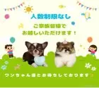 ポメラニアン【千葉県・女の子・2025年6月8日・オレンジセーブル】の写真14「ご家族みんなでご来店いただけます👪人数制限はありませんので皆さんでお越しください💖」
