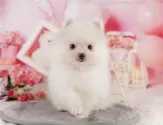 ポメラニアン【千葉県・女の子・2025年7月31日・クリーム】の写真14「専属獣医師さんによる健康診断実施済み！🏥もちろん健康診断書も付いてます🌟」