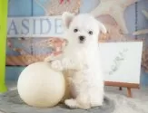 マルチーズ【千葉県・女の子・2025年9月9日・ホワイト】の写真15