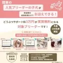 チワワ(ロング)【千葉県・女の子・2025年8月11日・ブルー&ホワイト】の写真15「愛知＆広島限定🐶先着100名！どうぶつサポート料無料!!」