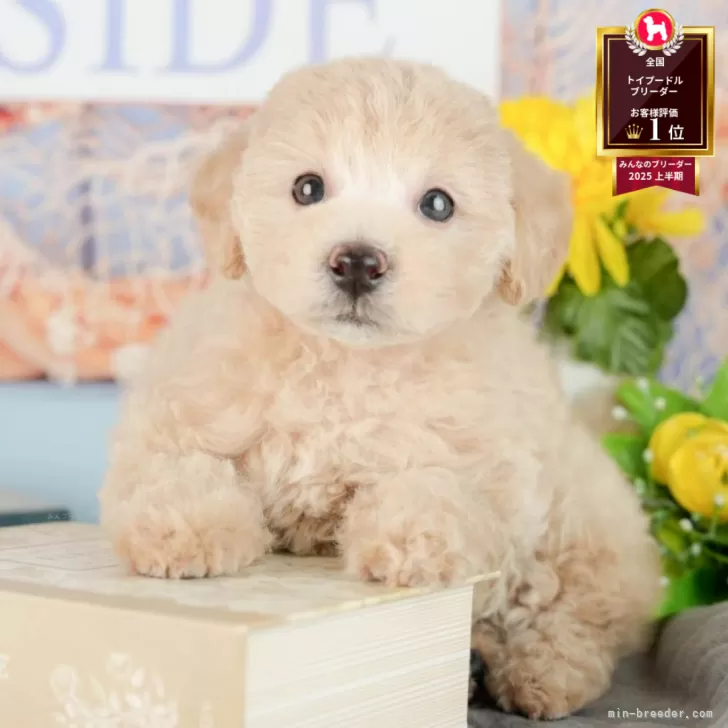 ID：2507-08994の子犬