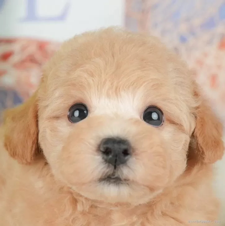 ビションプー(ビションフリーゼ×トイプードル)【千葉県・女の子・2025年10月2日・アプリコット】の写真1「この子が気になった方は、[[この子犬の見学希望]]ボタンからお気軽にお問い合わせ下さい😊」