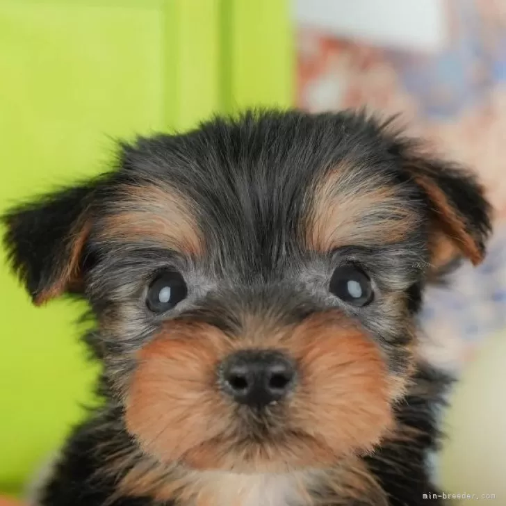 ヨークシャーテリア【千葉県・女の子・2025年9月18日・スティールブルー&amp;タン】の写真1「この子が気になった方は、[[この子犬の見学希望]]ボタンからお気軽にお問い合わせ下さい😊」