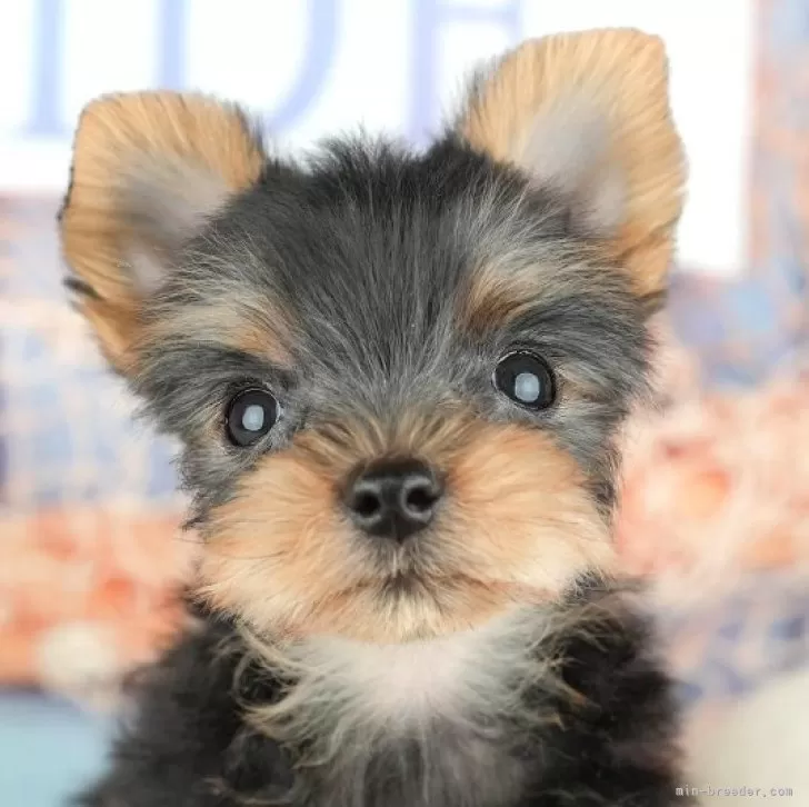 ID：2602-00725の子犬