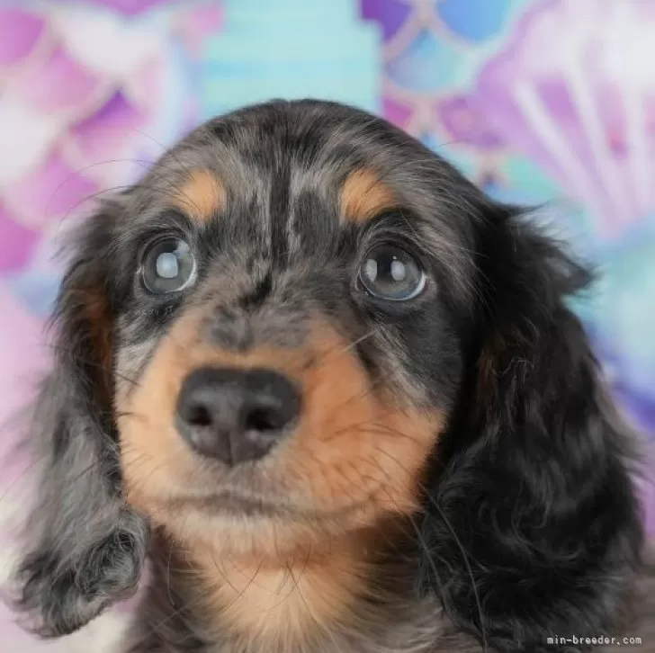 ミニチュアダックスフンド(ロング)【千葉県・男の子・2025年10月11日・シルバーダップル】の写真1「この子が気になった方は、[[この子犬の見学希望]]ボタンからお気軽にお問い合わせ下さい😊」