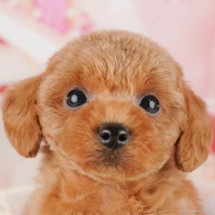 ID:2509-04843の子犬