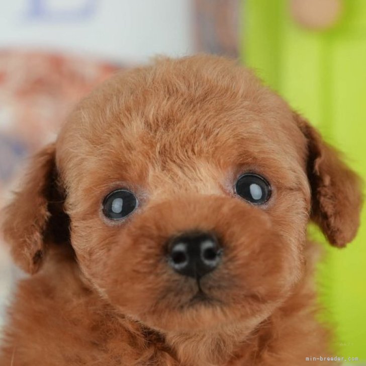 ブリーダー画像