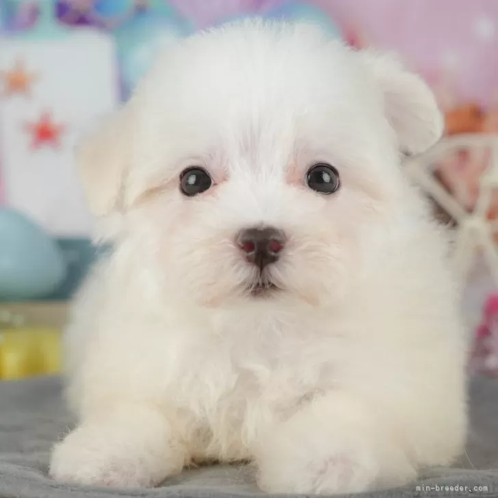 K.G 様のお迎えした子犬