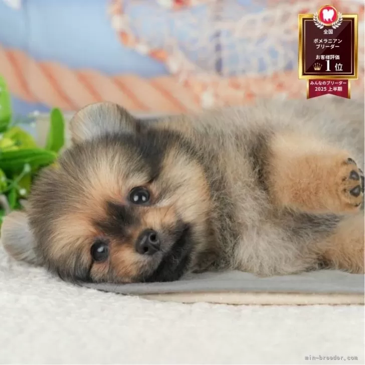 ID：2508-05697の子犬