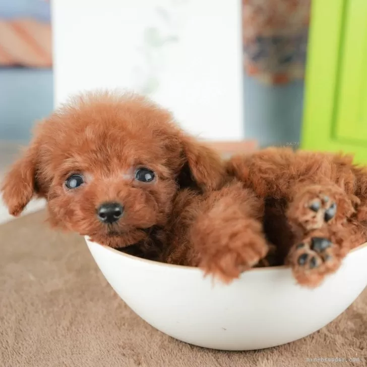 ID：2510-05974の子犬