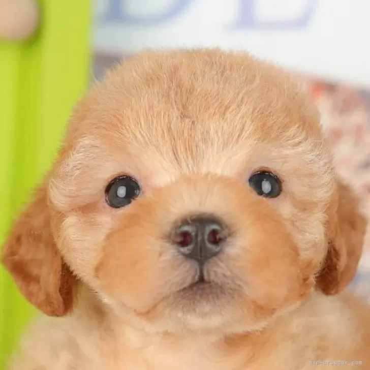 M.N 様のお迎えした子犬