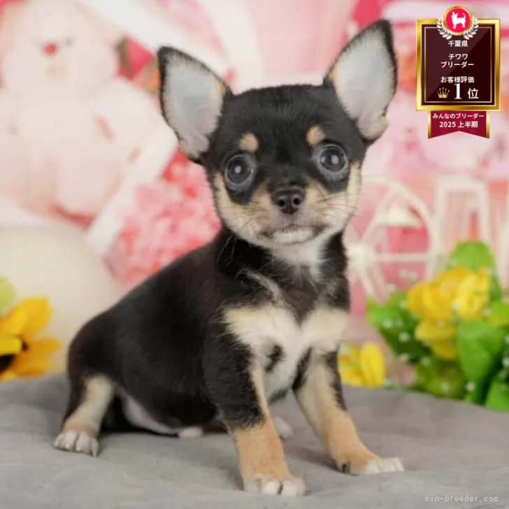 Y⭐N 様のお迎えした子犬