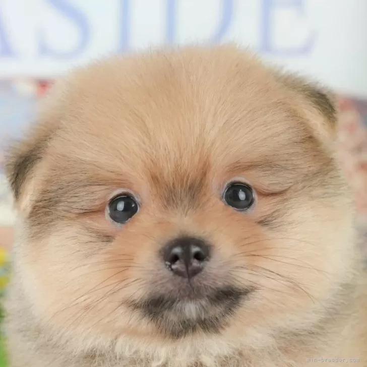 S.M 様のお迎えした子犬