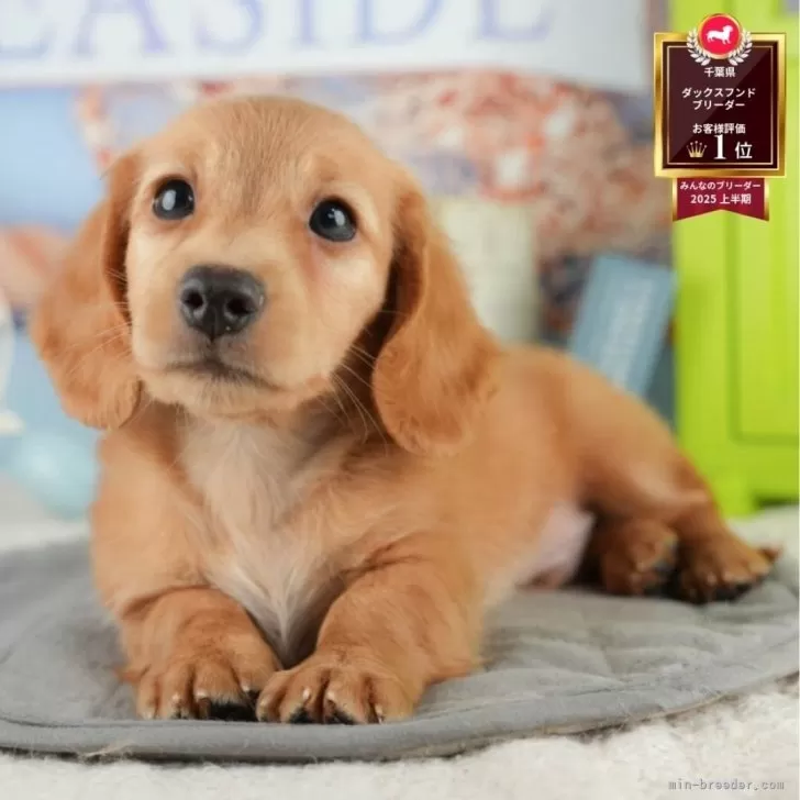 ID：2509-02987の子犬