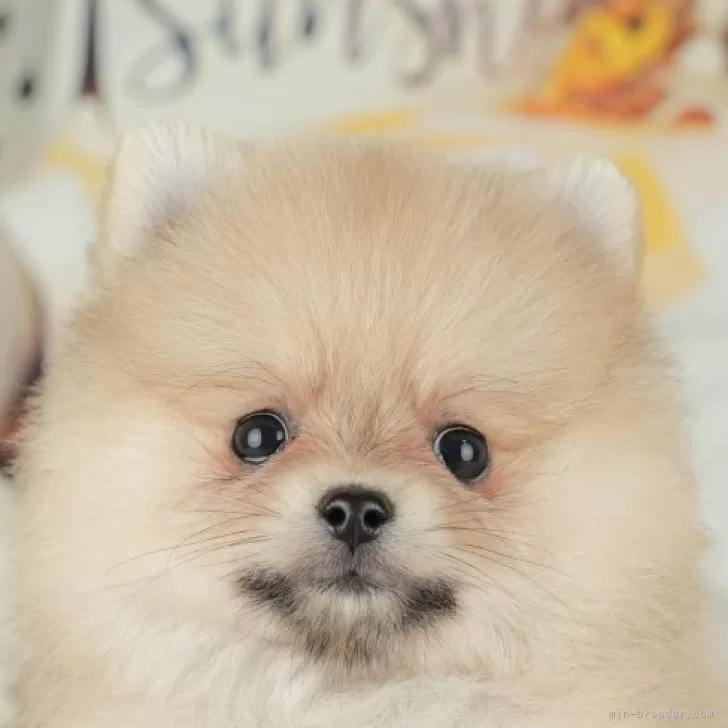 ポメラニアン【千葉県・女の子・2025年8月27日・クリーム】の写真1「この子が気になった方は、[[この子犬の見学希望]]ボタンからお気軽にお問い合わせ下さい😊」