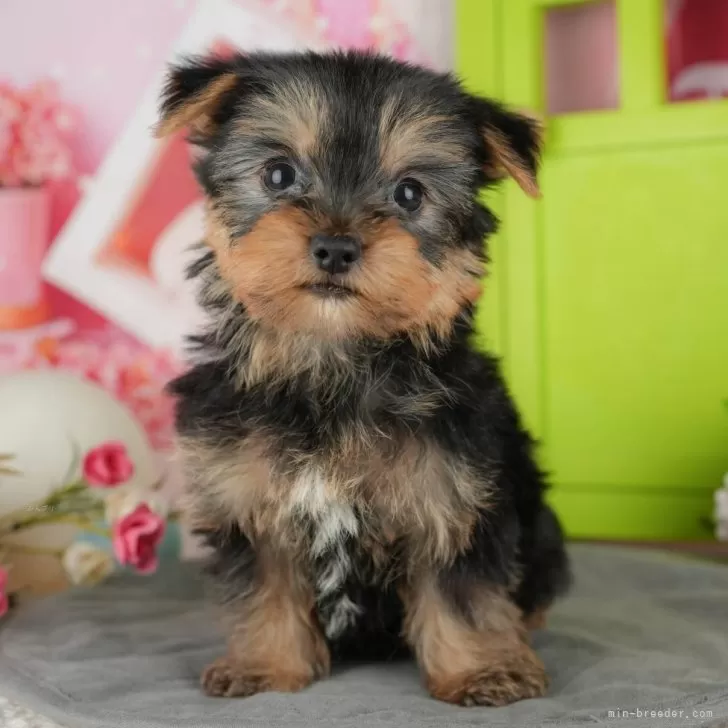 ID：2512-06884の子犬