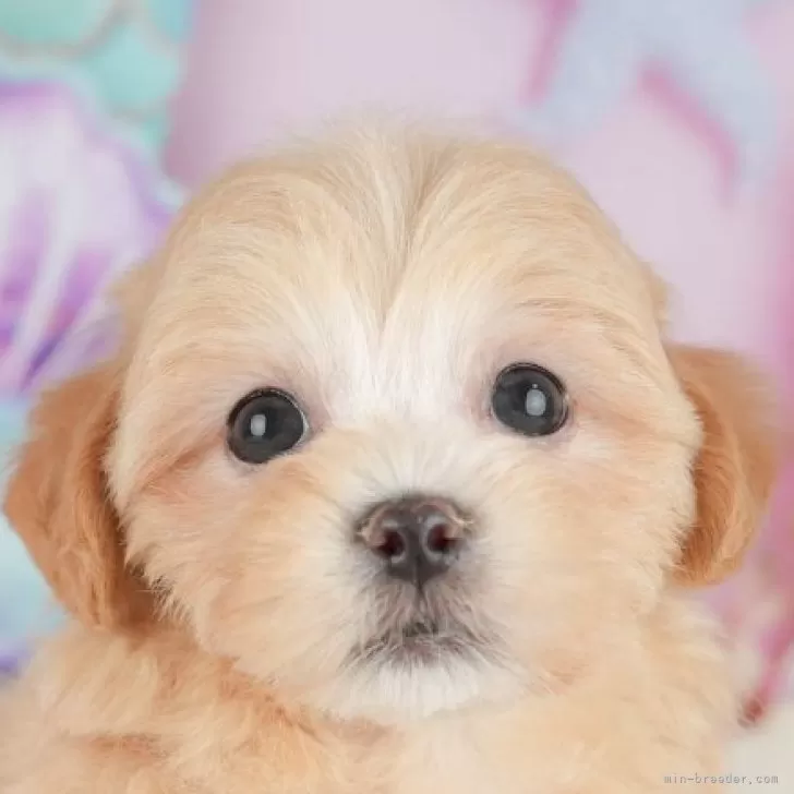 マルプー(マルチーズ×トイプードル)【千葉県・女の子・2025年9月19日・アプリコット】の写真1「この子が気になった方は、[[この子犬の見学希望]]ボタンからお気軽にお問い合わせ下さい😊」