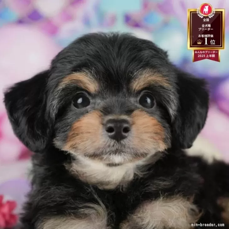 にこくっきー 様のお迎えした子犬