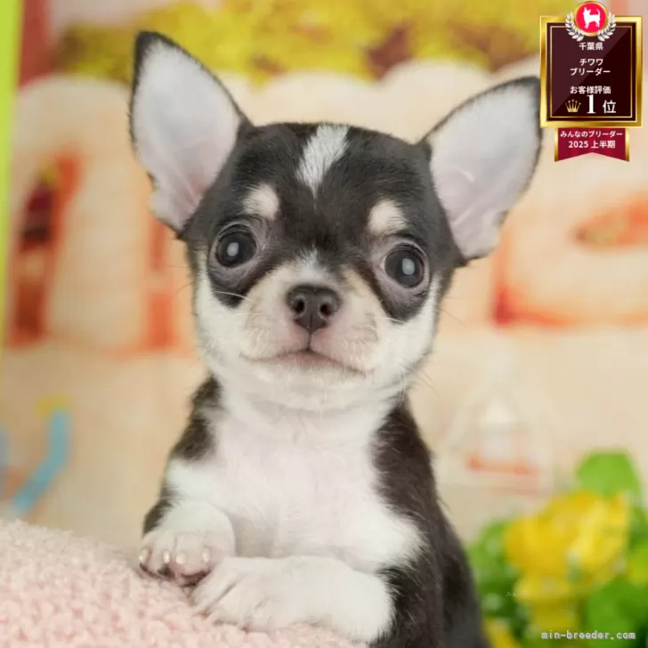 HSH 様のお迎えした子犬