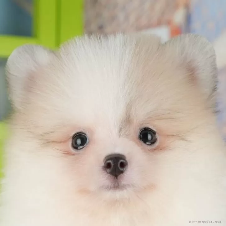 ポメラニアン【千葉県・男の子・2025年9月13日・パーティー】の写真1「この子が気になった方は、[[この子犬の見学希望]]ボタンからお気軽にお問い合わせ下さい😊」