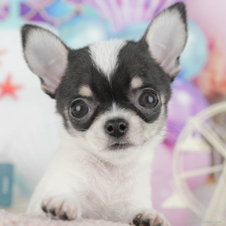 ブリーダー画像