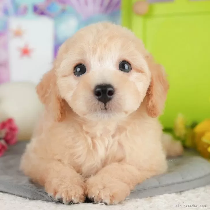 こむぎ 様のお迎えした子犬