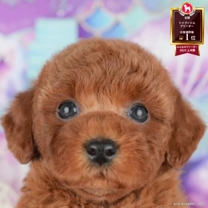 ID：2506-05110の子犬