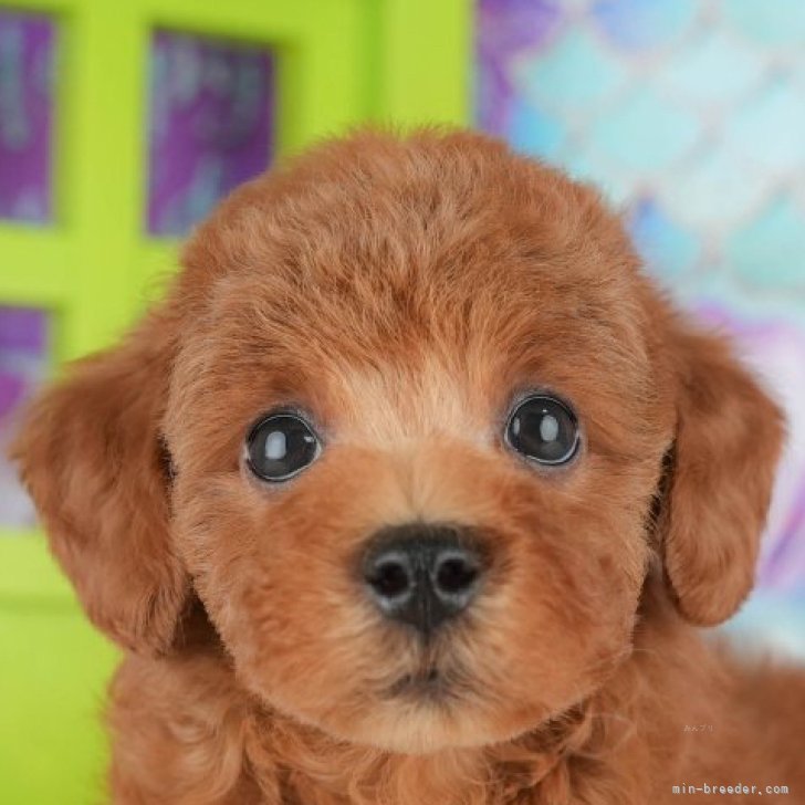 ブリーダー画像