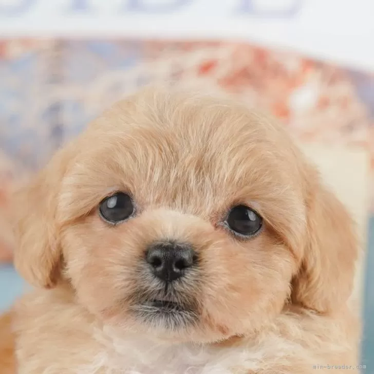 M.M 様のお迎えした子犬