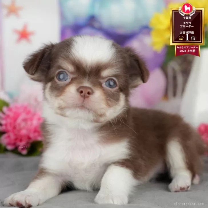 ID：2506-07049の子犬