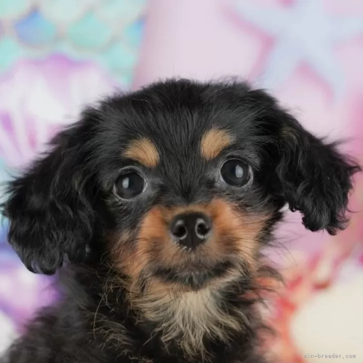 チワプー(トイプードル×チワワ)【千葉県・女の子・2025年10月26日・ブラック&amp;タン】の写真1「この子が気になった方は、[[この子犬の見学希望]]ボタンからお気軽にお問い合わせ下さい😊」