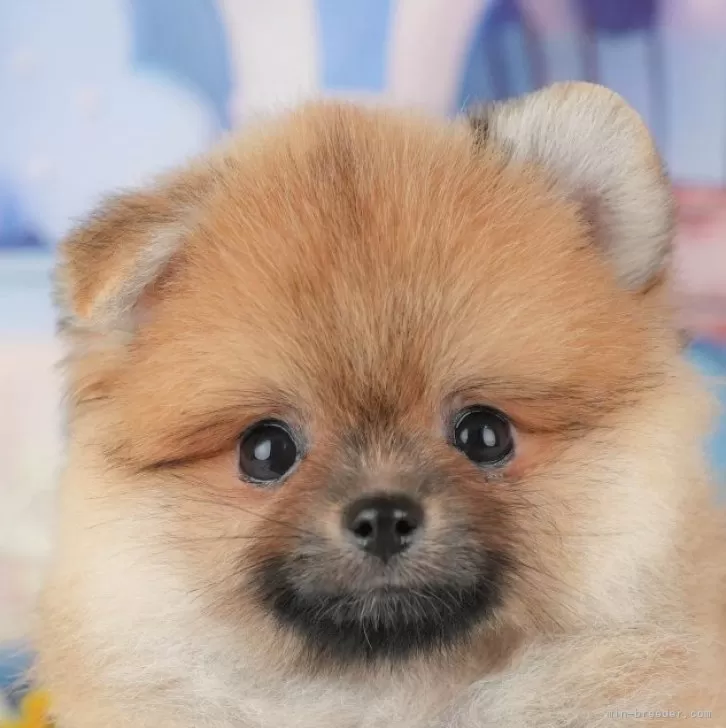 ポメラニアン【千葉県・男の子・2025年8月30日・オレンジ】の写真1「この子が気になった方は、[[この子犬の見学希望]]ボタンからお気軽にお問い合わせ下さい😊」