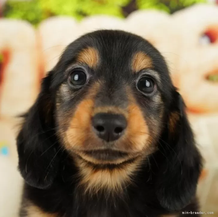 ID：2412-06575の子犬