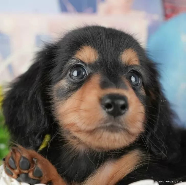 ミニチュアダックスフンド(ロング)【千葉県・男の子・2025年9月11日・ブラックタン】の写真1「この子が気になった方は、[[この子犬の見学希望]]ボタンからお気軽にお問い合わせ下さい😊」