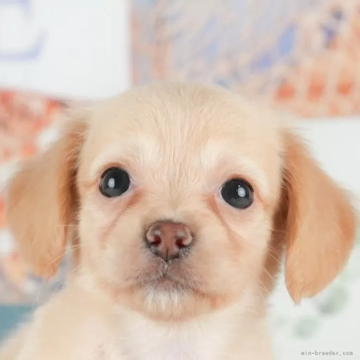 チワックス(チワワ×ダックスフンド)【千葉県・女の子・2025年9月9日・クリーム】の写真1「この子が気になった方は、[[この子犬の見学希望]]ボタンからお気軽にお問い合わせ下さい😊」