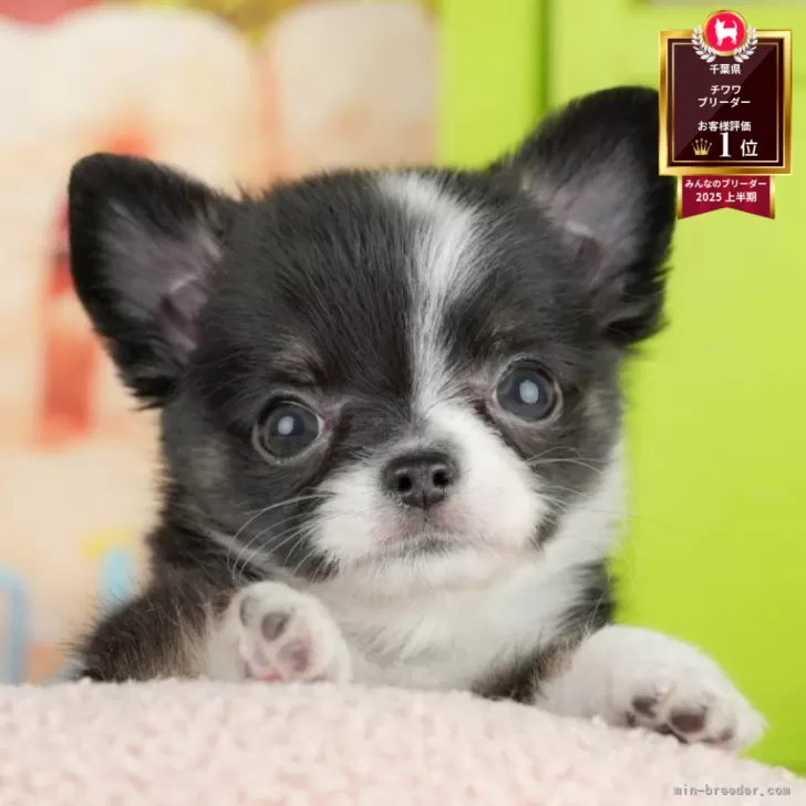 ID:2507-02515の子犬