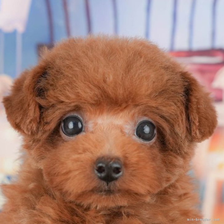 ブリーダー画像