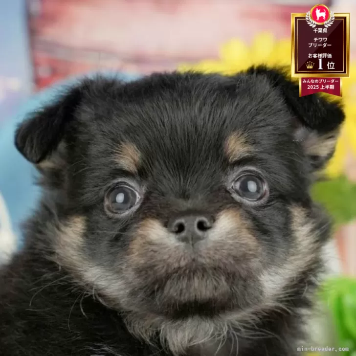 ID:2505-03398の子犬