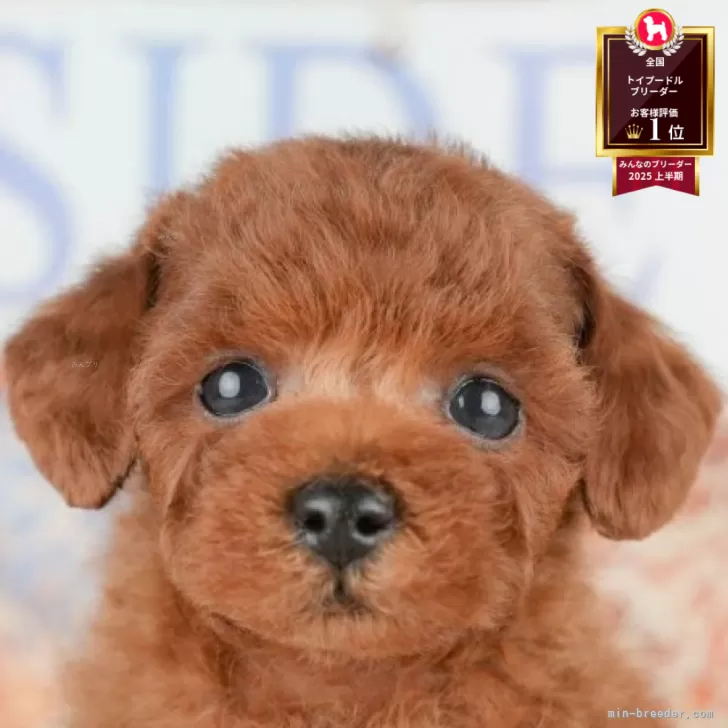 ID：2506-02889の子犬