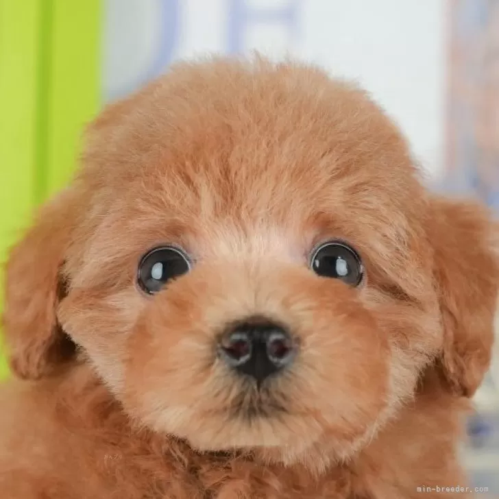 トイプードル(トイ)【千葉県・女の子・2025年9月30日・レッド】の写真1「この子が気になった方は、[[この子犬の見学希望]]ボタンからお気軽にお問い合わせ下さい😊」