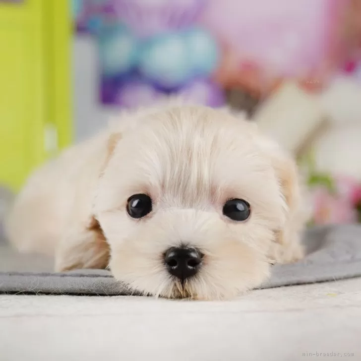 ID：2509-00750の子犬