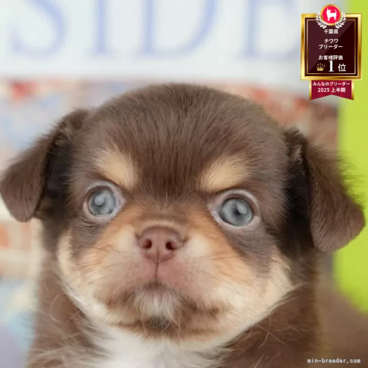 ID：2506-05115の子犬