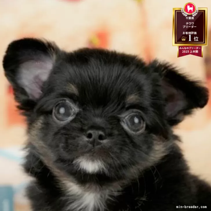 ID:2507-04741の子犬