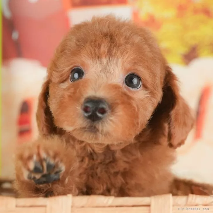 ID：2509-00774の子犬