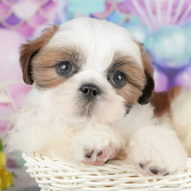 ID:2508-05685の子犬